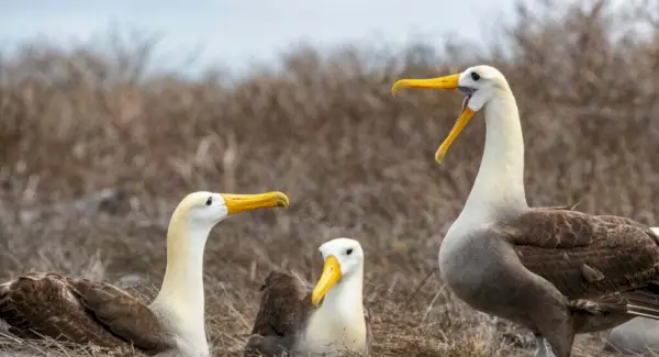 Simbolismo, sonhos e mensagens do albatroz
