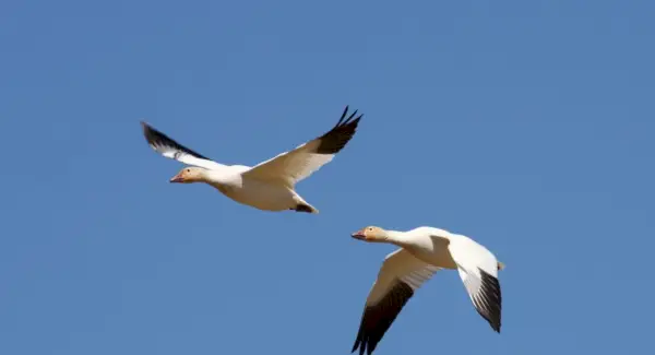 Ganso da neve, pássaros, mensagens e totens de animais, simbolismo do ganso, significado do ganso, totem do ganso, sonho do ganso, mensagens