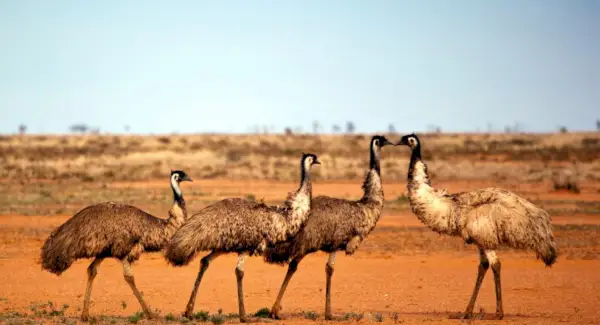 Emu Totem, Sonhos e Mensagens