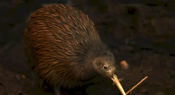 Totem Kiwi, Sonhos e Mensagens