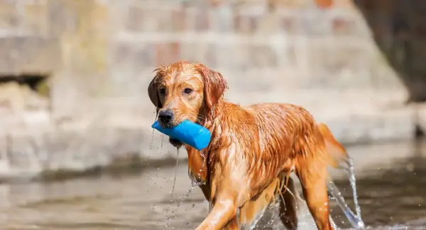 Simbolisme Golden Retriever, significat daurat, tòtem daurat, somni daurat i missatges