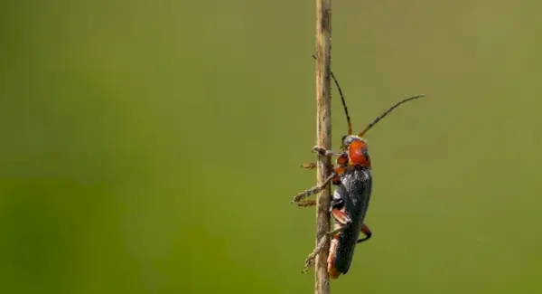 Firefly Totem, drömmar och meddelanden