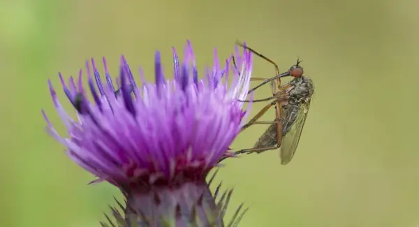 Mosquito, insetos, insetos, mensagens de animais e totens