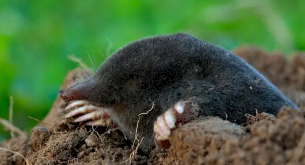 Simbolismo, sonhos e mensagens da toupeira