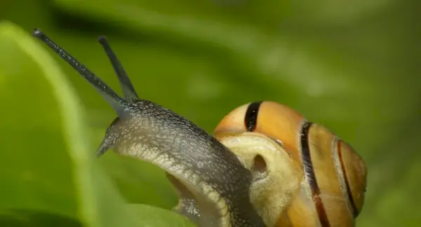 Caracol, Moluscos, Sonho de Caracol e Mensagens