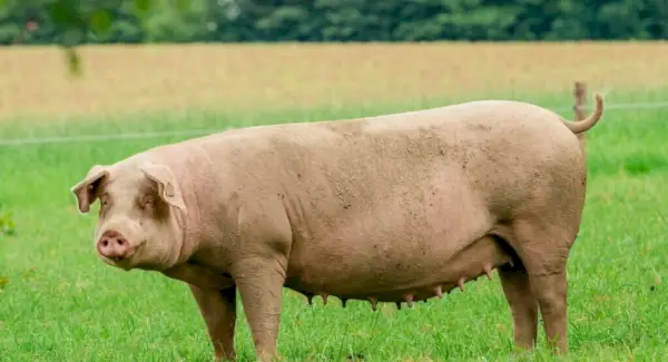 Kiaulės totemas, sapnai ir pranešimai