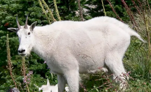 Totem de cabra montesa, sonhos e mensagens