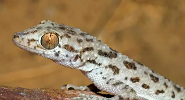Totem Keeled Rock Gecko, sonhos e mensagens