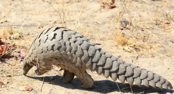 Pangolino totemas, sapnai ir pranešimai