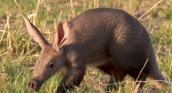 Totem, sonhos e mensagens do porco-da-terra
