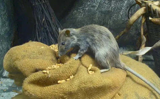 Simbolisme de la rata negra i missatges