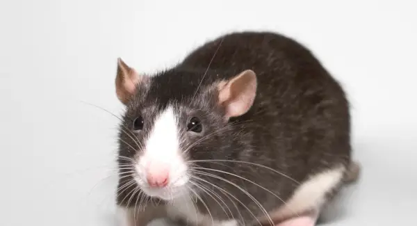 Tòtem de rata fantàstica, somni