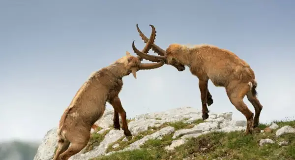 Totem Ibex, Sonhos e Mensagens