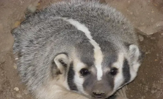 Texugo Americano, Animal Terrestre, Spirit-Animals.com, Simbolismo do Texugo, Significado do Texugo, Totem do Texugo, Sonho do Texugo