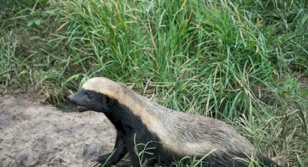 Simbolismo, sonhos e mensagens do texugo de mel