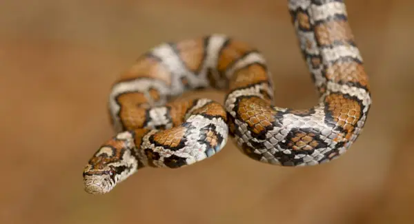 Simbolismo da Cobra, Significado da Cobra, Totem da Cobra, Sonho da Cobra e Mensagens