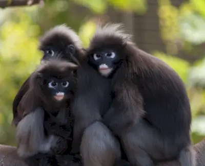 Macaco Aranha Negra, Animal Terrestre, Totem Animal, Mensagens de Animais, Simbolismo do Macaco, Significado do Macaco, Totem do Macaco, Sonho de Macaco, Mensagens