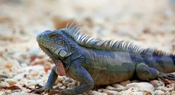 Totem leguána, sny a zprávy