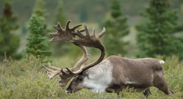 Symbolika sobů, sny a poselství