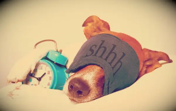 I tired dog trying to sleep and not wanting to get out of bed.