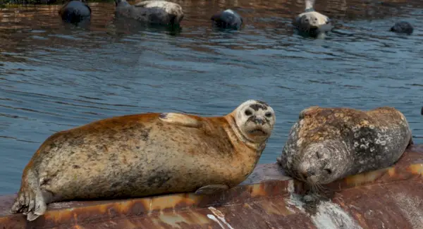 Selar Totem, Selar Sonho e Mensagens