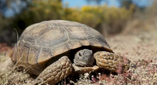Simbolismo da tartaruga, significado da tartaruga, totem da tartaruga, sonho da tartaruga e mensagens