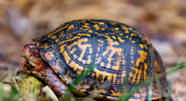 Simbolismo da tartaruga, significado da tartaruga, totem da tartaruga, sonho da tartaruga e mensagens