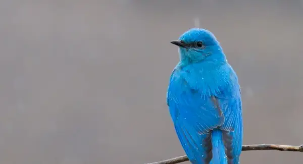 Simbolismo do pássaro azul da montanha