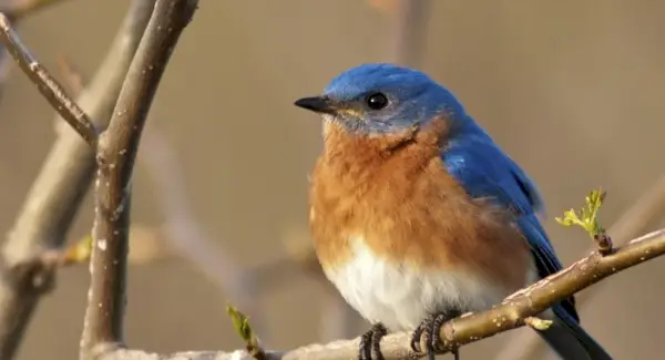 Simbolismo, sonhos e mensagens do pássaro azul oriental