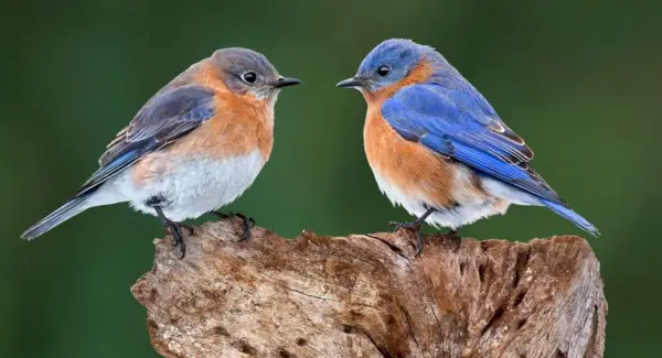 Totem, sonhos e mensagens do pássaro azul oriental