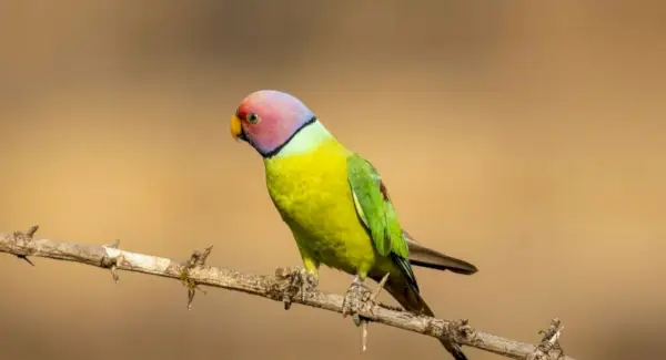Simbolismo, Totem, Sonhos e Mensagens do Periquito
