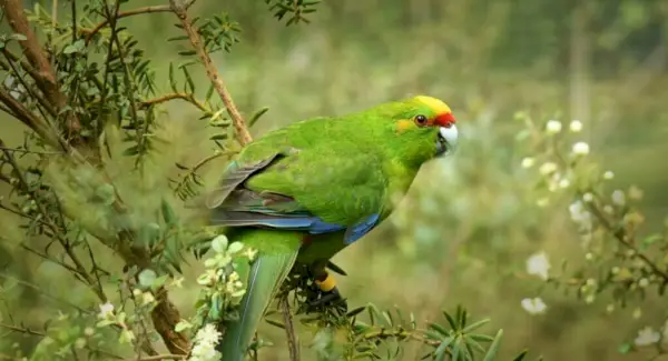 Totem Periquito, Sonhos e Mensagens