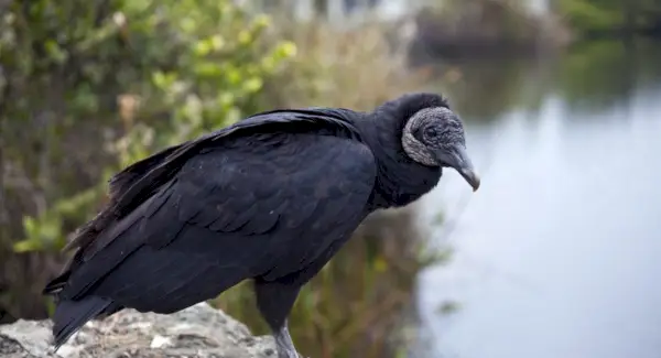 Juodojo grifo simbolika, grifo reikšmė, grifo totemas, grifo sapnas ir pranešimai