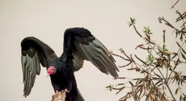 Turkijos grifo simbolika, grifo reikšmė, grifo totemas, grifo sapnas ir pranešimai