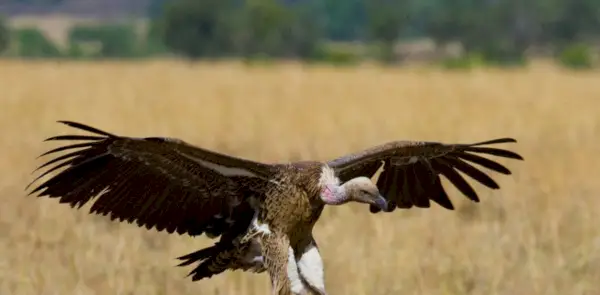 Grifo simbolika, grifo reikšmė, grifo totemas, grifo sapnas ir pranešimai