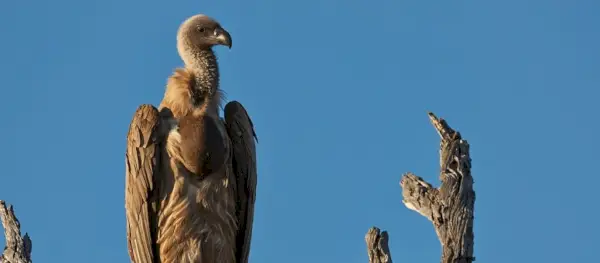 Grifo simbolika, grifo reikšmė, grifo totemas, grifo sapnas ir pranešimai