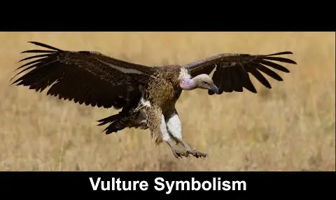 „YouTube“ grotuvas