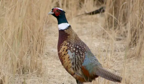 Ringneck Bažant Totem, Bažant Sen a Zprávy