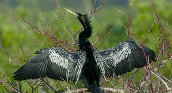 Totem Anhinga, Sonhos e Mensagens Anhinga
