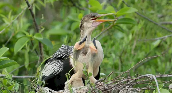 Simbolismo, sonhos e mensagens da Anhinga