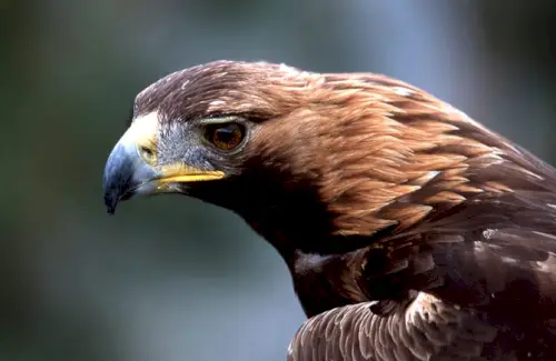 Mensagens de animais, totens, simbolismo da águia, significado da águia, totem da águia, sonho da águia, pássaros, aves de rapina, águia dourada, águia americana, águia marinha