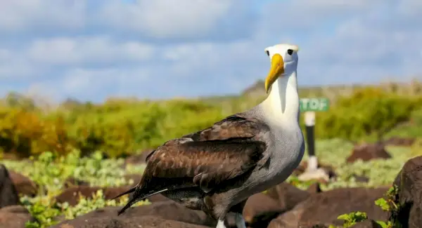 Simbolismo do Albatroz