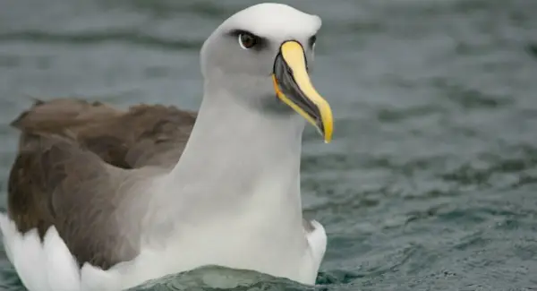 Totem do Albatroz, Sonhos e Mensagens