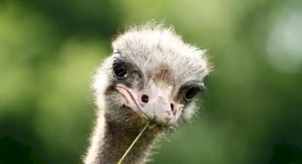 Simbolisme d'estruç, significat d'estruç, tòtem d'estruç, somni d'estruç i missatges