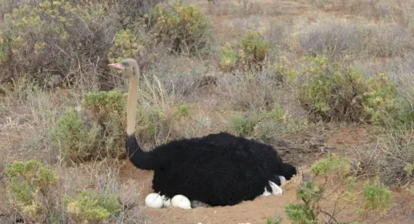 Simbolisme d'estruç, significat d'estruç, tòtem d'estruç, somni d'estruç i missatges