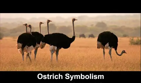 Reproductor de YouTube