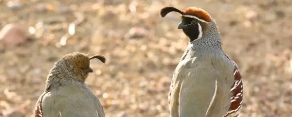 Significado de codorna