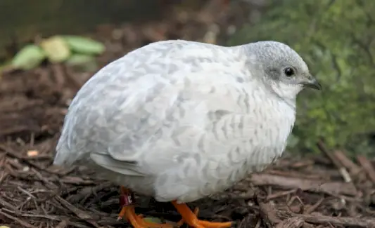 Simbolismo de codorna pintada chinesa