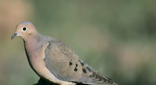 Pomba de Luto, Simbolismo da Pomba, Significado da Pomba, Totem da Pomba, Sonhos da Pomba, Simbolismo da Pomba, Mensagens da Pomba Mensagens de Animais, Totens