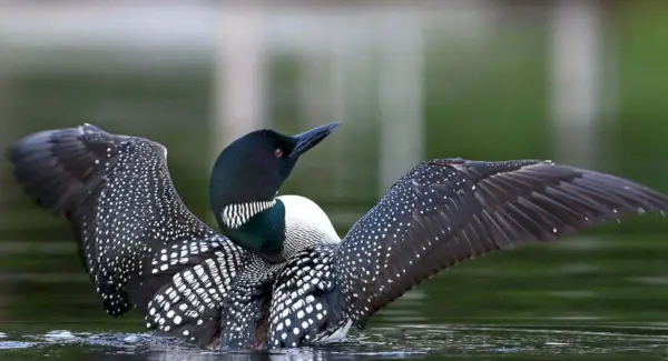 Тотем гагари